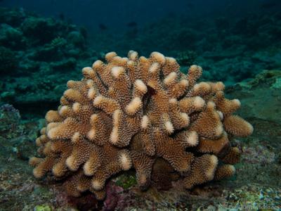 CotW: Pocillopora eydouxi