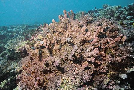 CotW preview: Pocillopora fungiformis