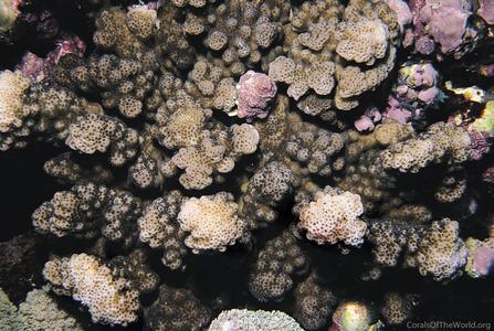 CotW preview: Pocillopora fungiformis