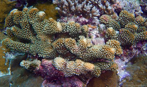 CotW: Pocillopora fungiformis