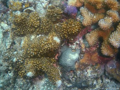 CotW: Pocillopora fungiformis