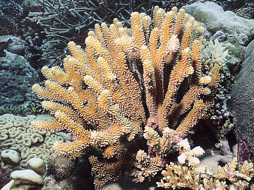 Pocillopora indiania
