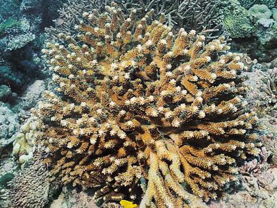 CotW preview: Pocillopora indiania