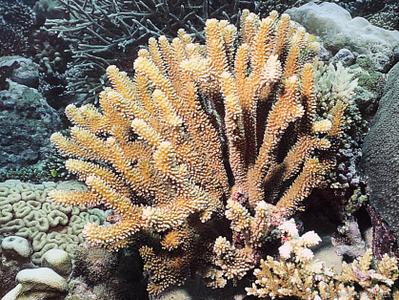 CotW: Pocillopora indiania