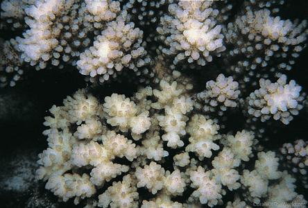 CotW: Pocillopora indiania