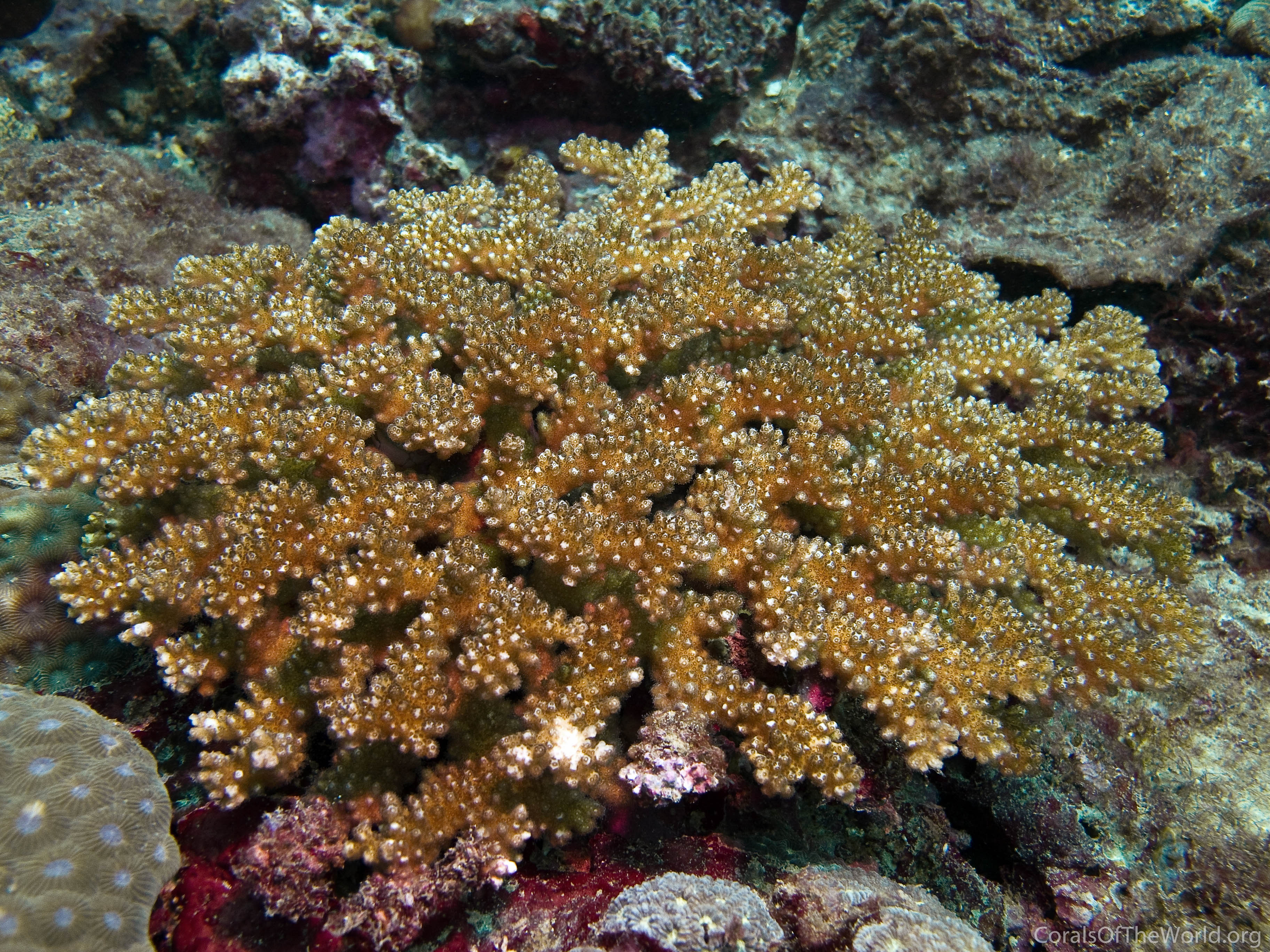 Pocillopora kelleheri