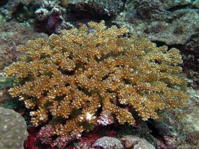CotW preview: Pocillopora kelleheri