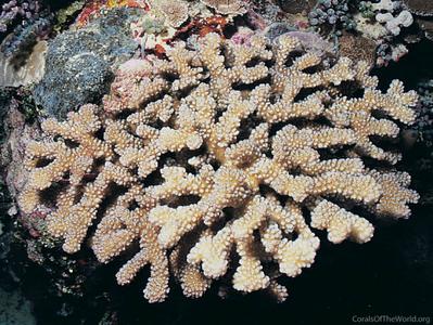 CotW preview: Pocillopora kelleheri