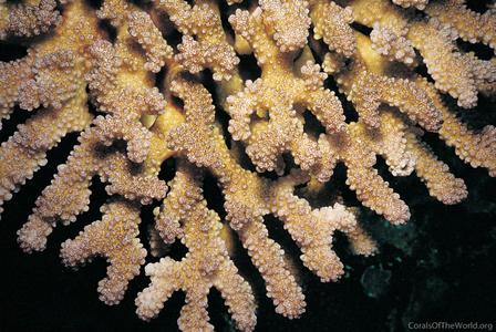CotW: Pocillopora kelleheri