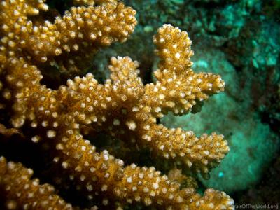 CotW: Pocillopora kelleheri