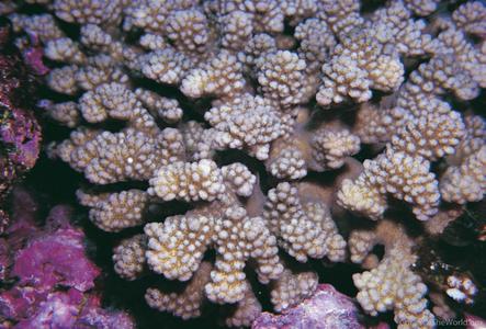 CotW: Pocillopora kelleheri