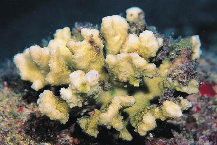 CotW preview: Pocillopora ligulata
