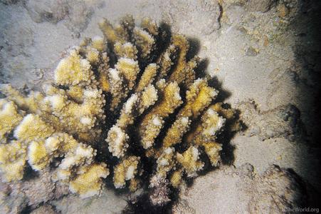 CotW: Pocillopora ligulata