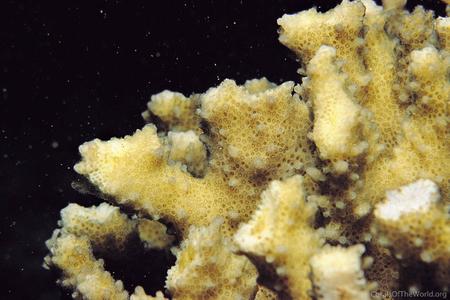 CotW: Pocillopora ligulata