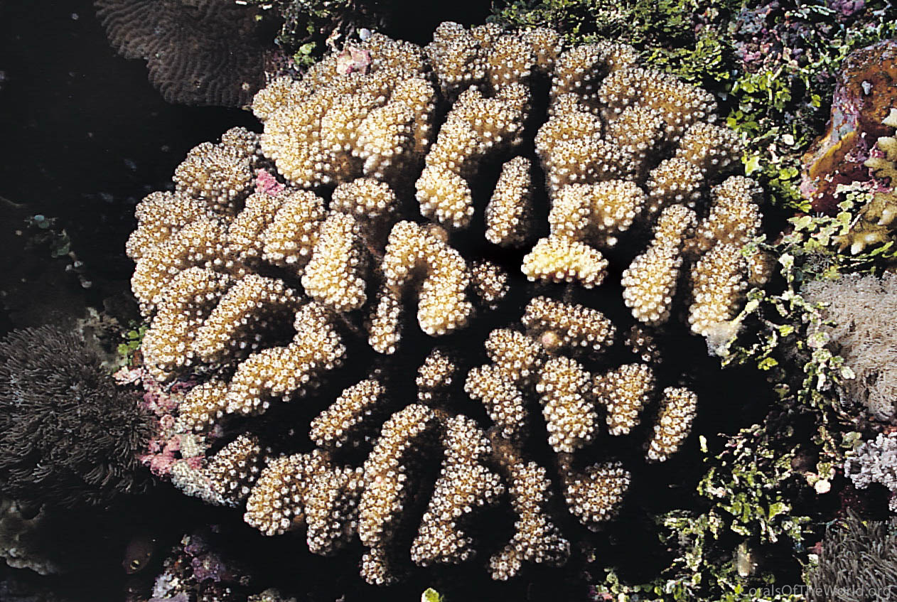 Pocillopora meandrina
