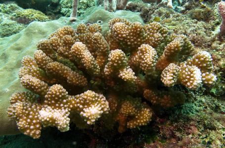 CotW: Pocillopora meandrina