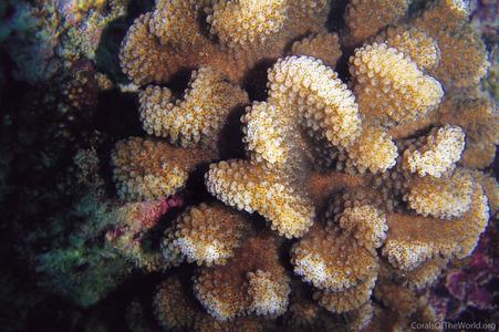CotW: Pocillopora meandrina
