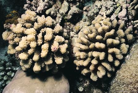 CotW: Pocillopora meandrina