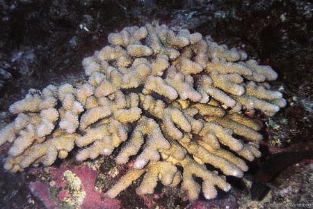 CotW preview: Pocillopora molokensis