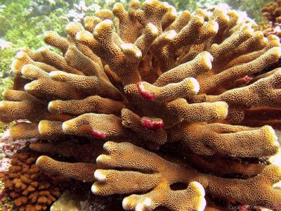 CotW preview: Pocillopora molokensis
