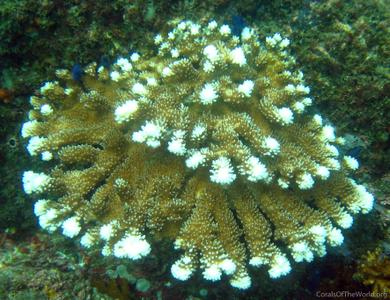 CotW: Pocillopora molokensis