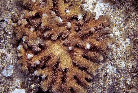 CotW: Pocillopora molokensis