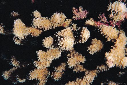 CotW: Pocillopora molokensis