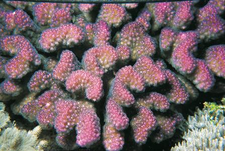CotW preview: Pocillopora verrucosa