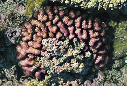 CotW: Pocillopora verrucosa