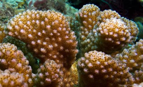 CotW: Pocillopora verrucosa