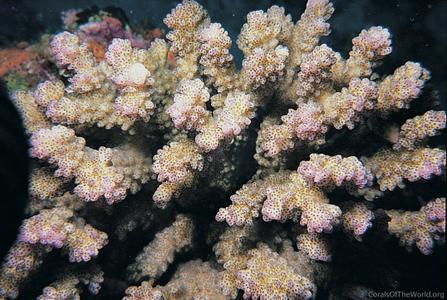 CotW: Pocillopora verrucosa