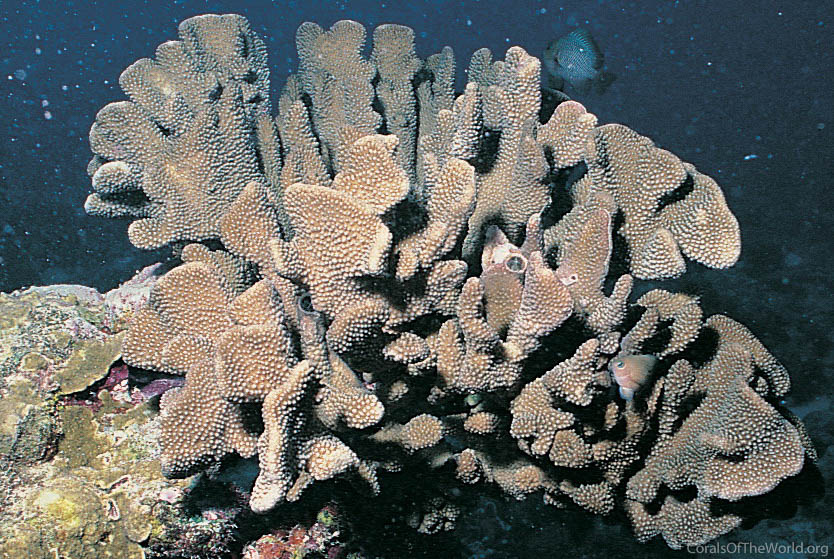 Image from Corals of the World: Pocillopora woodjonesi
