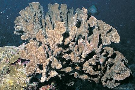 CotW: Pocillopora woodjonesi