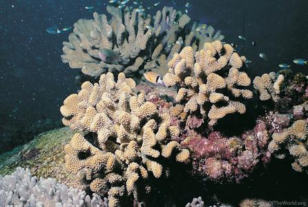 CotW: Pocillopora woodjonesi