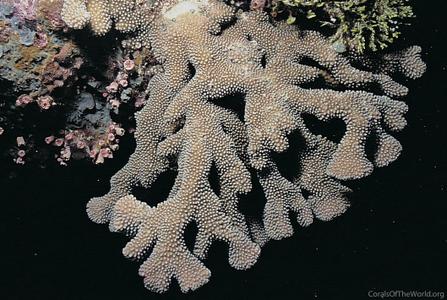 CotW: Pocillopora woodjonesi