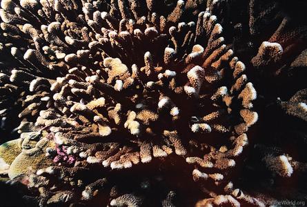 CotW: Pocillopora zelli