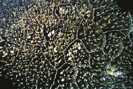 CotW: Pocillopora zelli