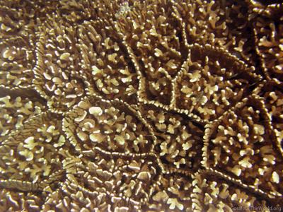 CotW: Pocillopora zelli