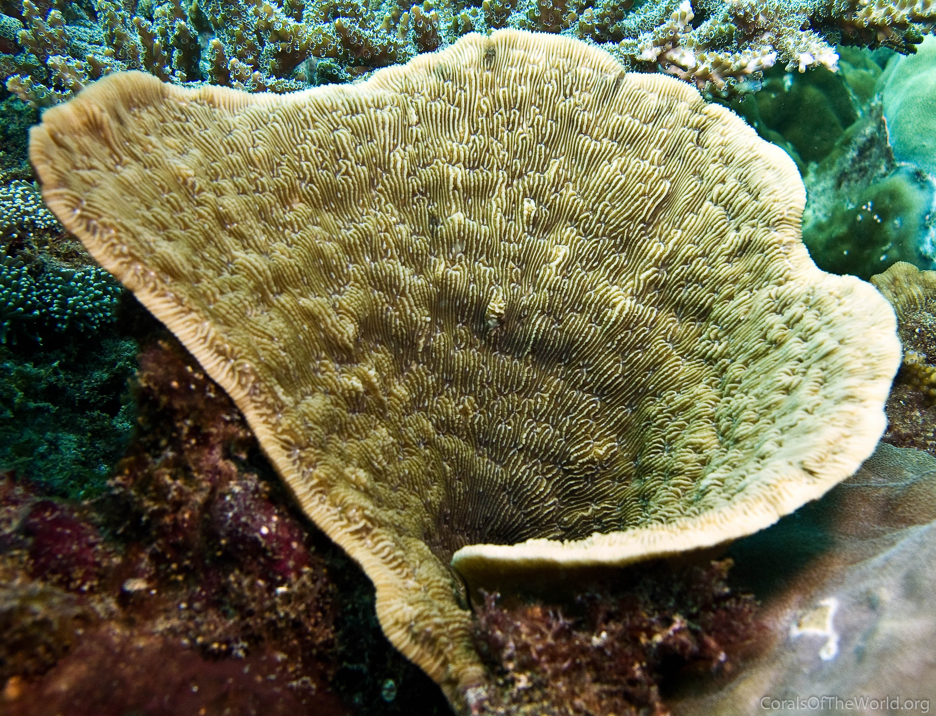 Image from Corals of the World: Podabacia crustacea