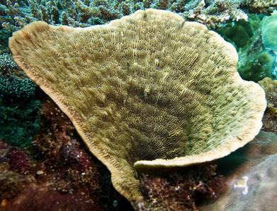 CotW: Podabacia crustacea