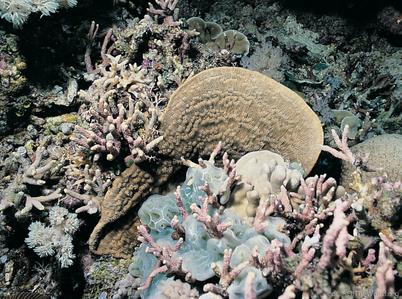 CotW: Podabacia crustacea