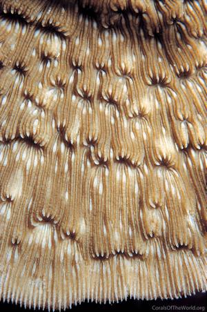 CotW: Podabacia crustacea