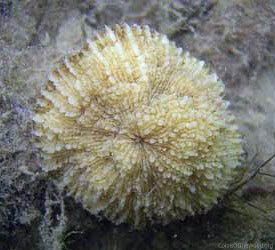 Podabacia kunzmanni