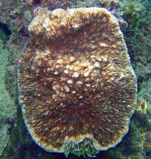 CotW: Podabacia lankaensis