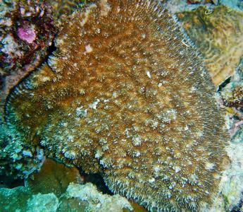 CotW: Podabacia lankaensis