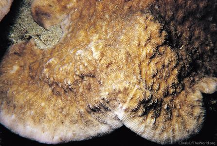 CotW preview: Podabacia motuporensis