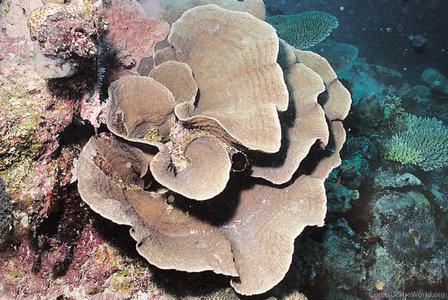CotW preview: Podabacia motuporensis