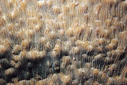 CotW: Podabacia motuporensis