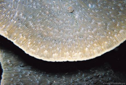 CotW: Podabacia motuporensis