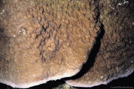 CotW: Podabacia motuporensis
